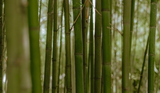 Le tissu de fibre de bambou