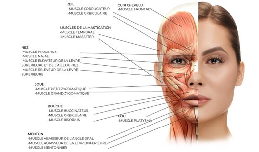 Tout savoir sur le Ridoki